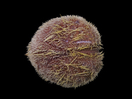Spatangus purpureus O.F. Mler, 1776 