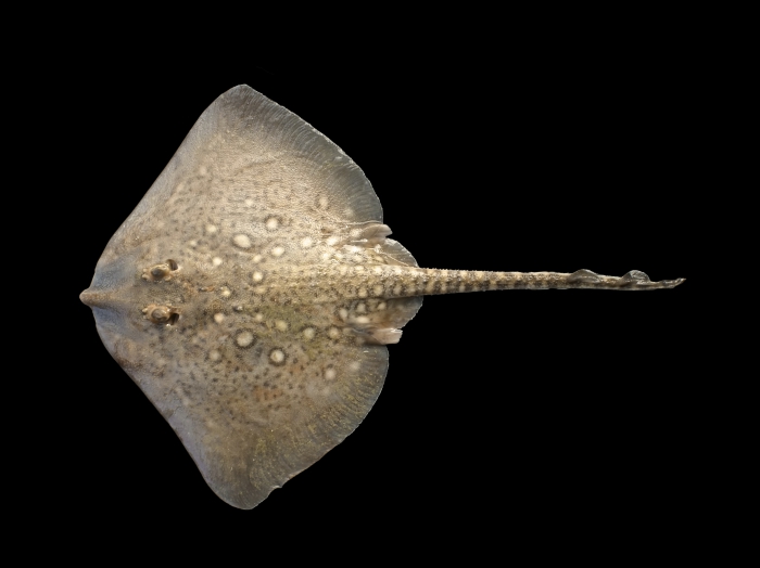 Raja clavata L., 1758 Raja clavata L., 1758