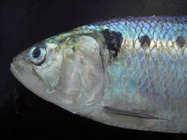 Alosa fallax (Lacepe, 1803) 