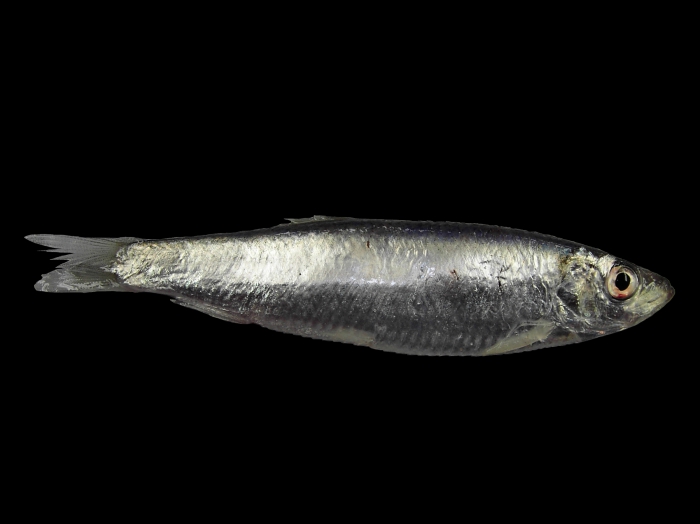 Sprattus sprattus (Linnaeus, 1758) Sprattus sprattus (Linnaeus, 1758)