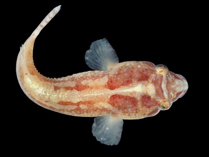 Diplecogaster bimaculata bimaculata (Bonnaterre, 1788) Diplecogaster bimaculata bimaculata (Bonnaterre, 1788)