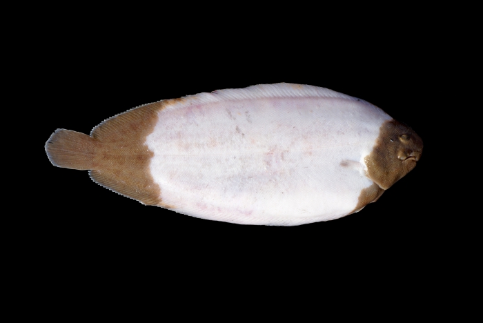 Solea solea (Linnaeus, 1758) Solea solea (Linnaeus, 1758)