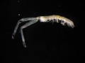 Crustacea (crustaceans)