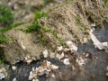 Polychaeta (bristle worms)