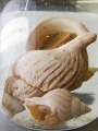 Mollusca (molluscs)