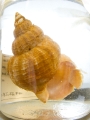 Mollusca (molluscs)