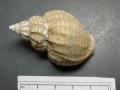 Mollusca (molluscs)