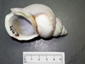 Mollusca (molluscs)