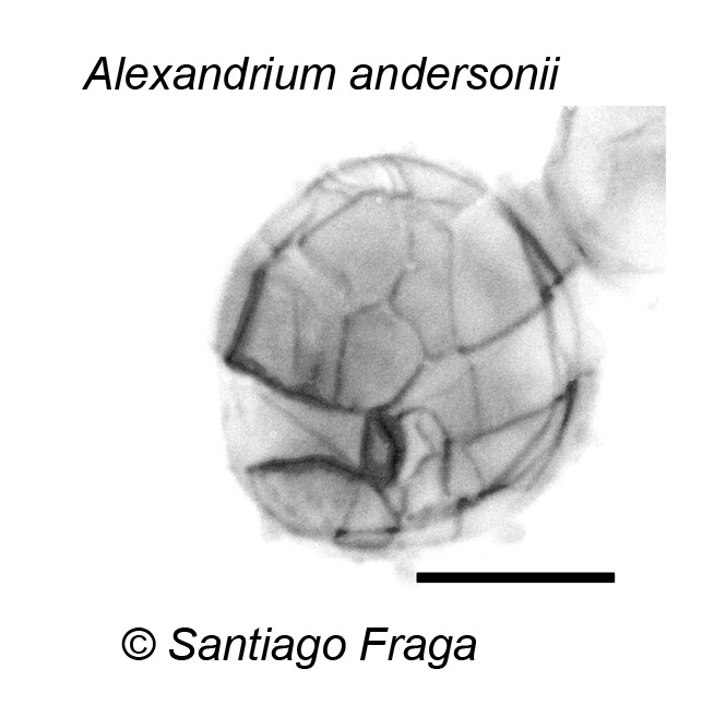 Alexandrium andersonii