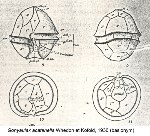 Gonyaulax acatenella Whedon et Kofoid, 1936 (basionym)