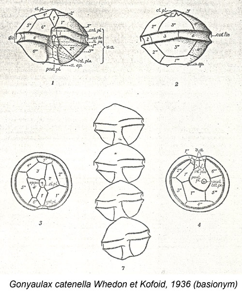 Gonyaulax catenella Whedon et Kofoid, 1936 (basionym) Gonyaulax catenella Whedon et Kofoid, 1936 (basionym)