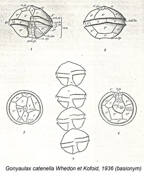 Gonyaulax catenella Whedon et Kofoid, 1936 (basionym)