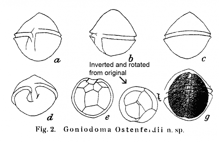 Goniodoma ostenfeldii Paulsen 1904 Goniodoma ostenfeldii Paulsen 1904
