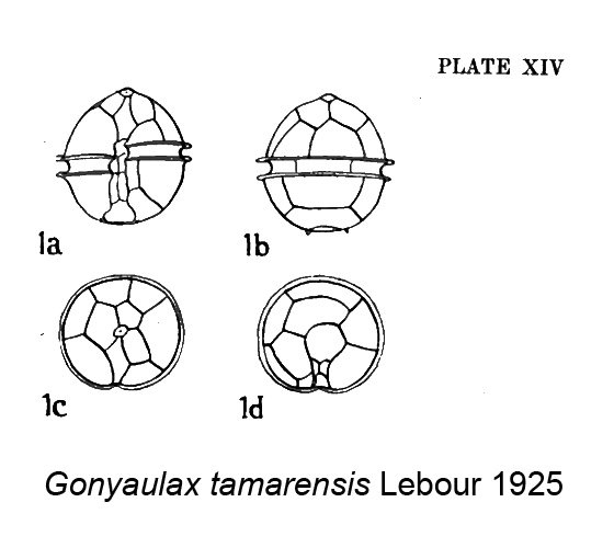 Gonyaulax tamarensis Lebour 1925 Original description