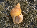 Caenogastropoda