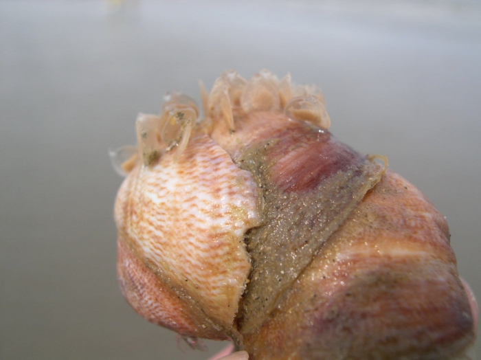 Crepidula fornicata (Linnaeus, 1758) + eggs Nassarius reticulatus (Linnaeus, 1758) 