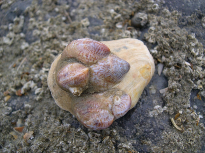 Crepidula fornicata (Linnaeus, 1758)