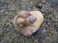 Mollusca (molluscs)