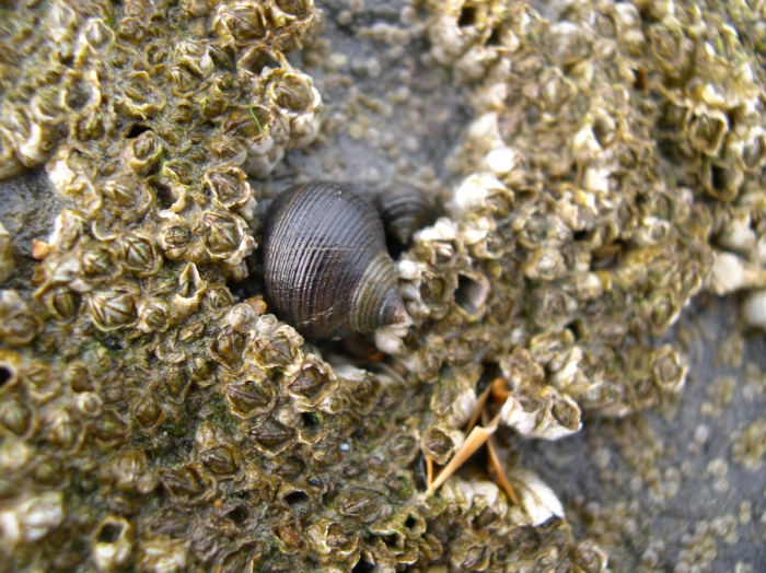 Littorina littorea (Linnaeus, 1758) 