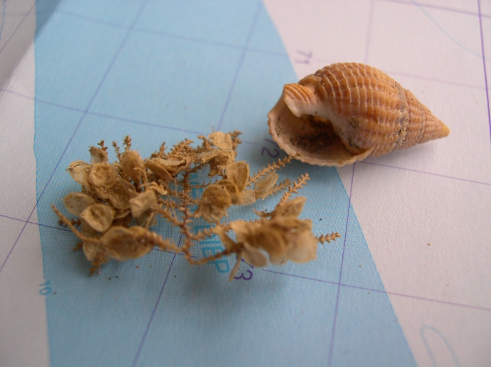 Nassarius reticulatus (Linnaeus, 1758) Nassarius reticulatus (Linnaeus, 1758)