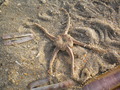 Echinodermata (echinoderms)