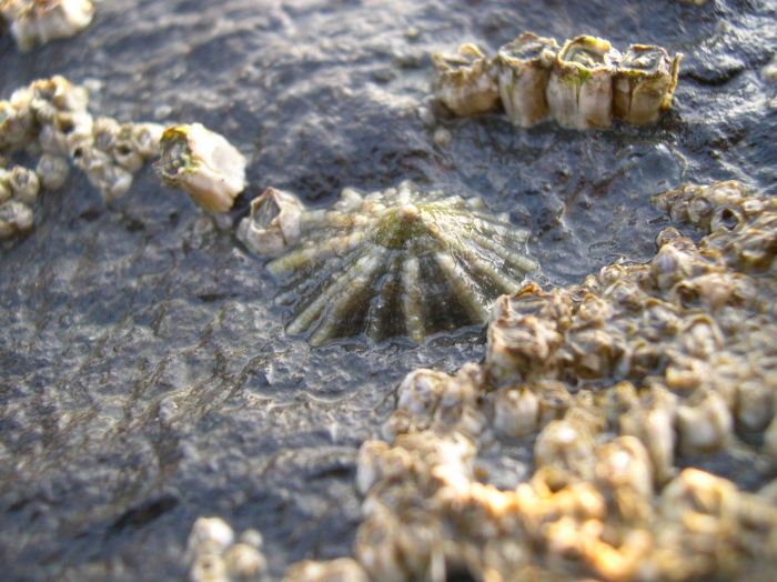 Patella vulgata Linnaeus, 1758 Patella vulgata Linnaeus, 1758
