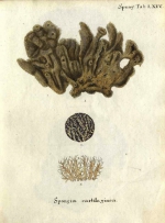 Spongia cartilaginea Esper, 1797