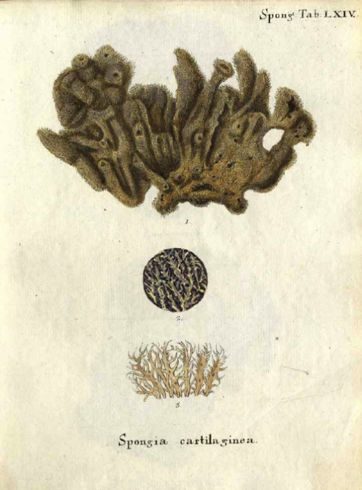 Spongia cartilaginea Esper, 1797