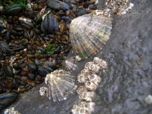 Patella vulgata Linnaeus, 1758 