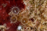 an undescribed zoanthid, Neozoanthus sp.