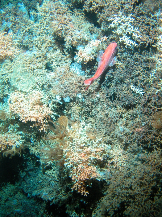 New Zealand Pyre Seamount, Graveyard seamount complex