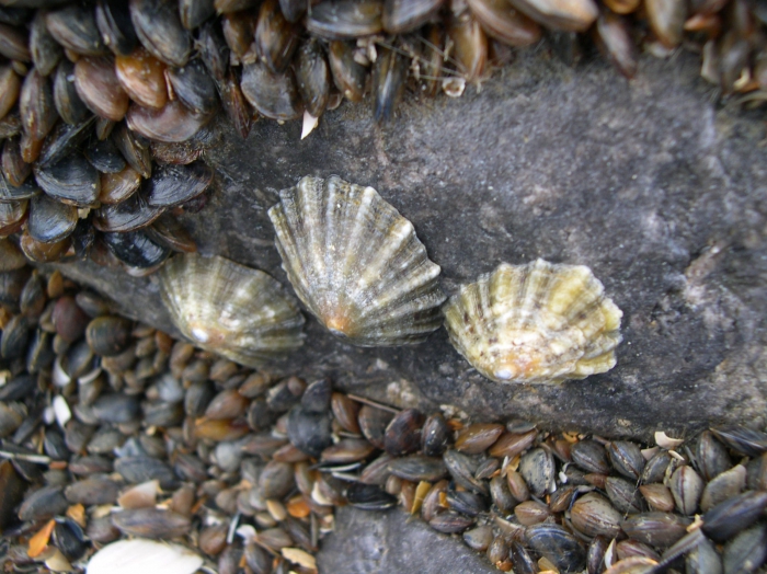 Patella vulgata Linnaeus, 1758 