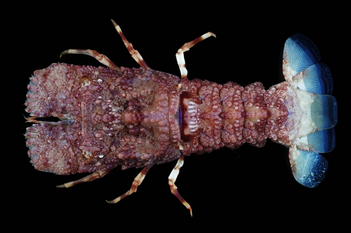 Bathyarctus formosanus