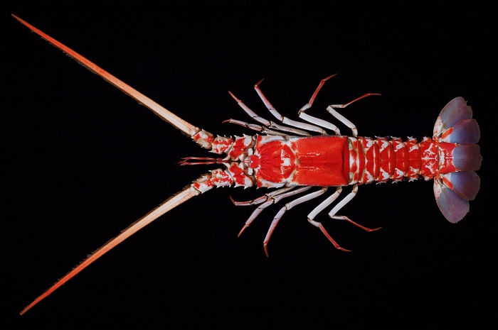 Linuparus trigonus Linuparus trigonus