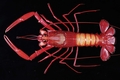 Crustacea (crustaceans)