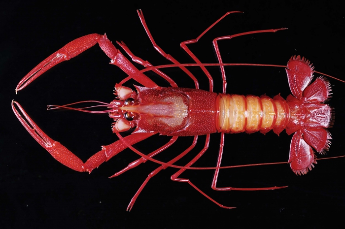 Metanephrops neptunus Metanephrops neptunus