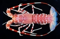 Crustacea (crustaceans)