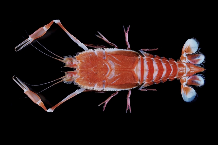 Polycheles coccifer Polycheles coccifer