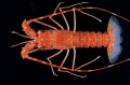 Crustacea (crustaceans)