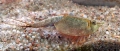 Triops longicaudatus