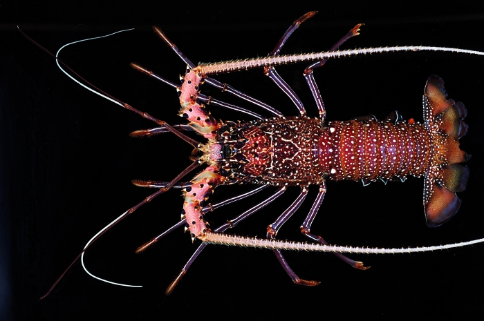 Panulirus femoristriga Panulirus femoristriga