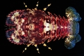 Crustacea (crustaceans)