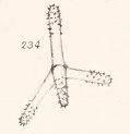 Dictyocylindrus vickersii Bowerbank, 1864