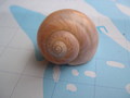 Mollusca (molluscs)