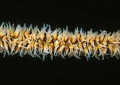 Cirrhipathes Palau