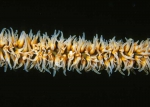 Cnidaria