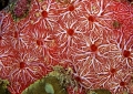 Porifera (sponges)