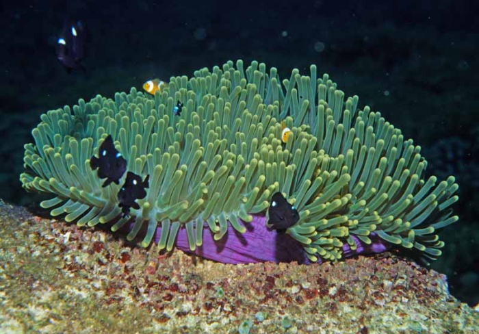 Heteractis magnifica Sulawesi
