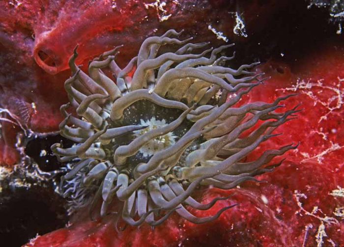 Sea anemone from Guam Sea anemone from Guam
