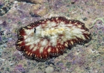 Paraplanocera n. sp.